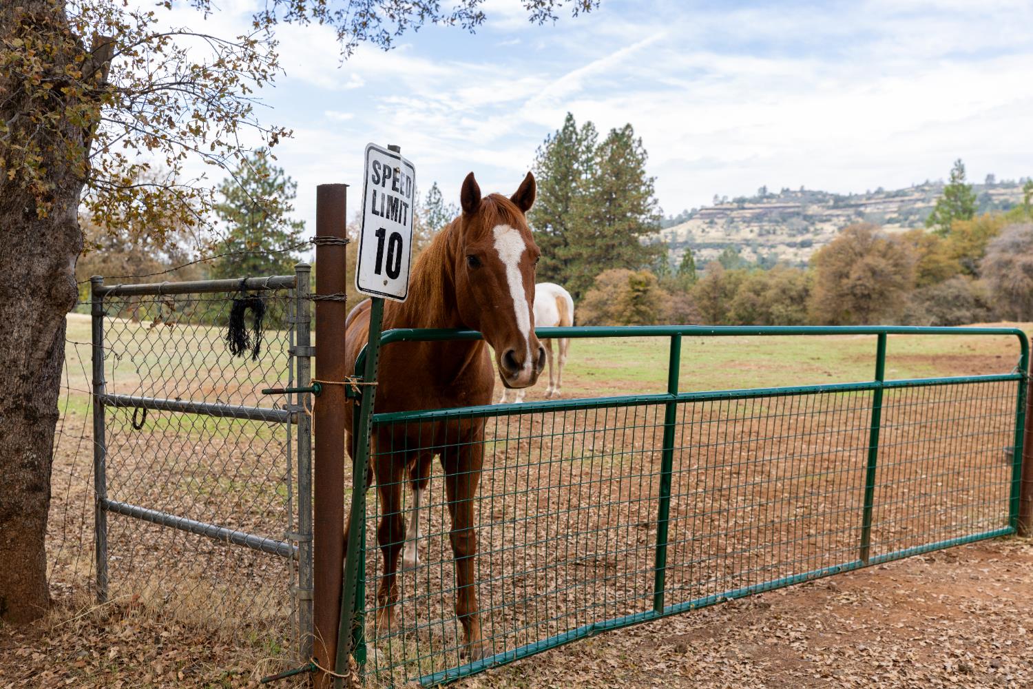 10070 Swiss Ranch Road Mountain Ranch, CA 95246 - Photo 52 of 64 a view of outdoor space and city view