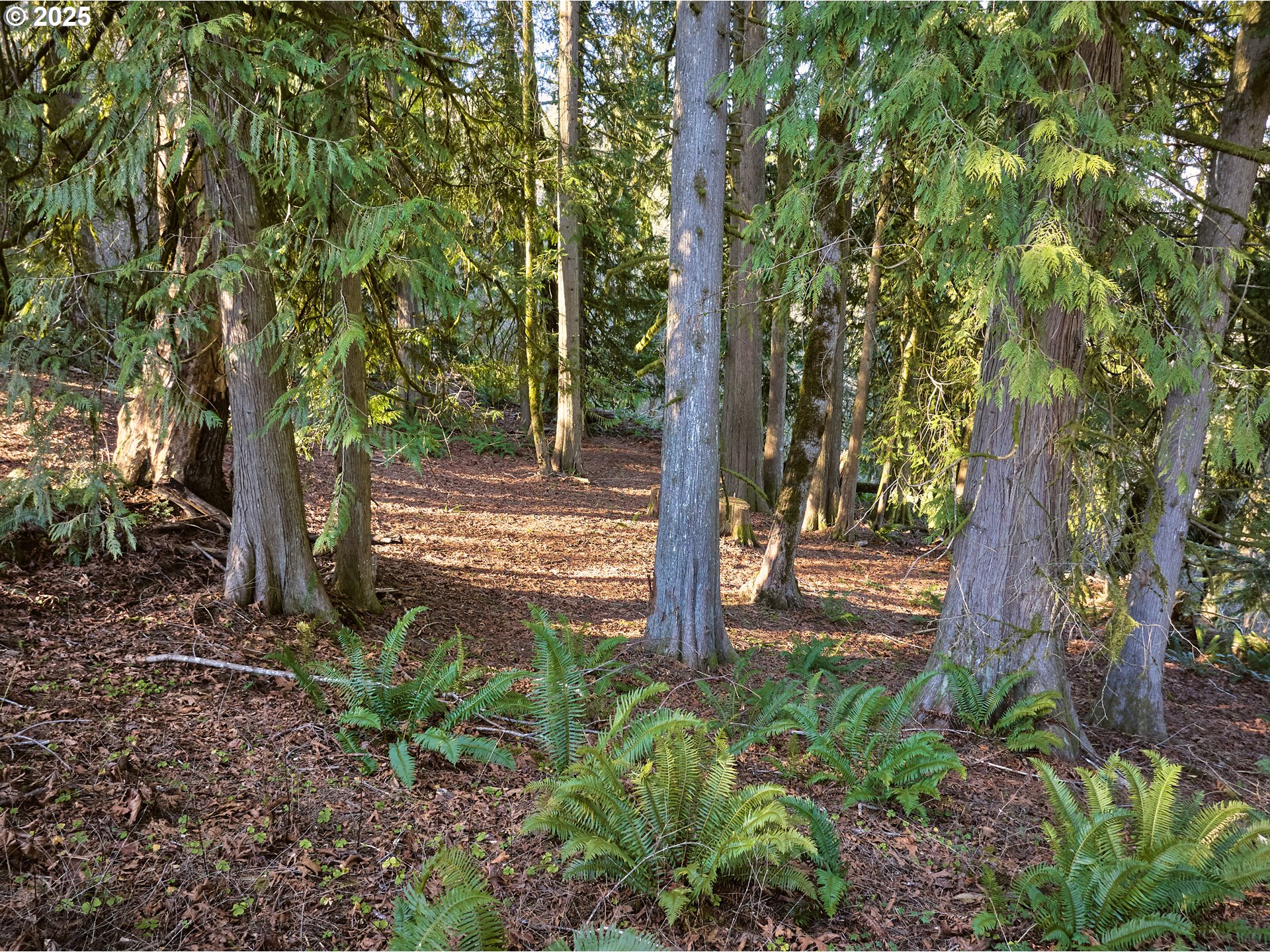 452 Wildlife Road Washougal, WA 98671 - Photo 18 of 25