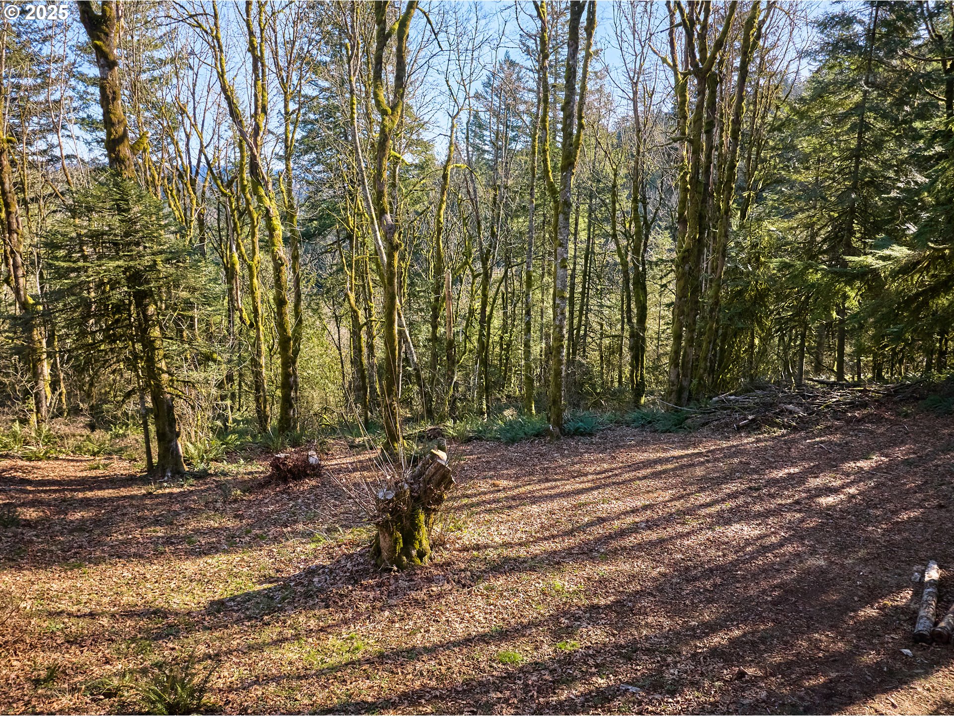 452 Wildlife Road Washougal, WA 98671 - Photo 8 of 25