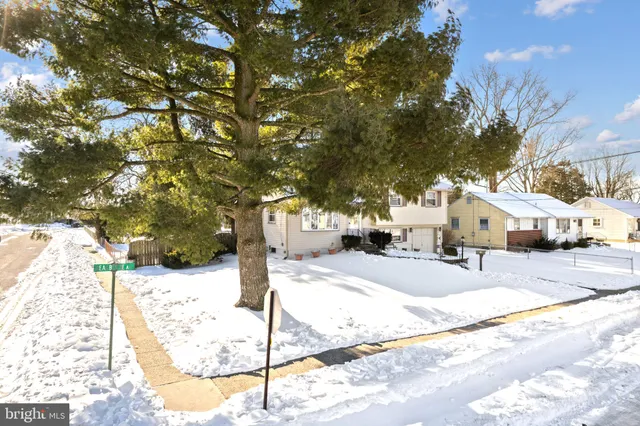 a street view with large trees