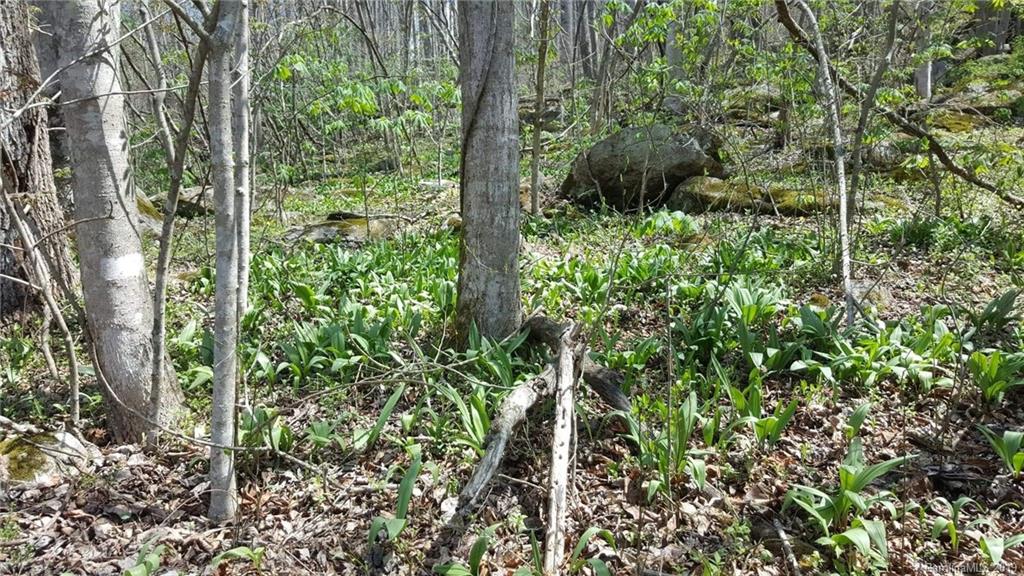Tbd Sallys Branch Road Clyde, NC 28721 - Photo 8 of 23