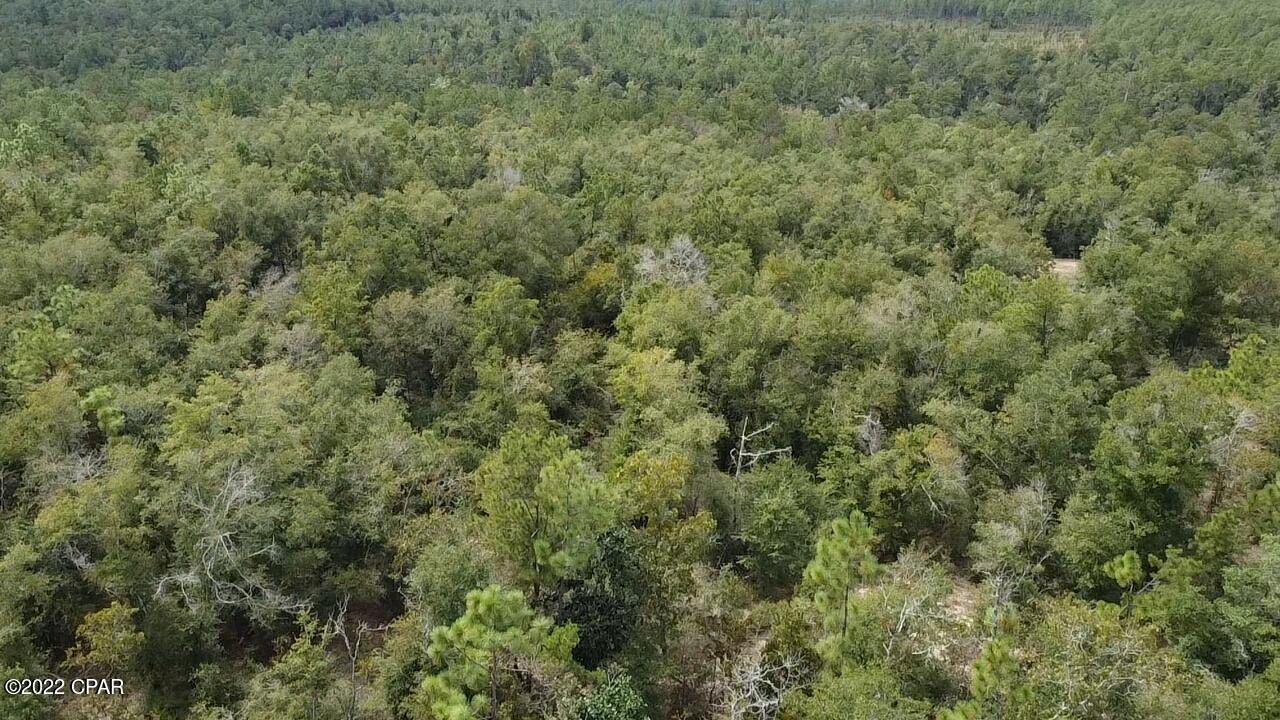 Xxx Richard Hardy Road West Bristol, FL 32321 - Photo 3 of 23