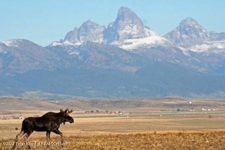 9595 River Rim Ranch Road Tetonia, ID 83452 - Photo 7 of 24 Moose