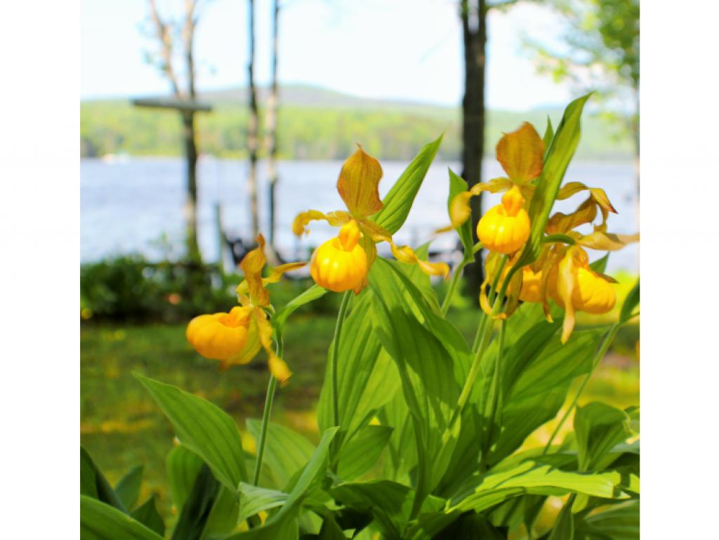 1813 Peacham Pond Road Peacham, VT 05658 - Photo 10 of 17 Gallery Image 10