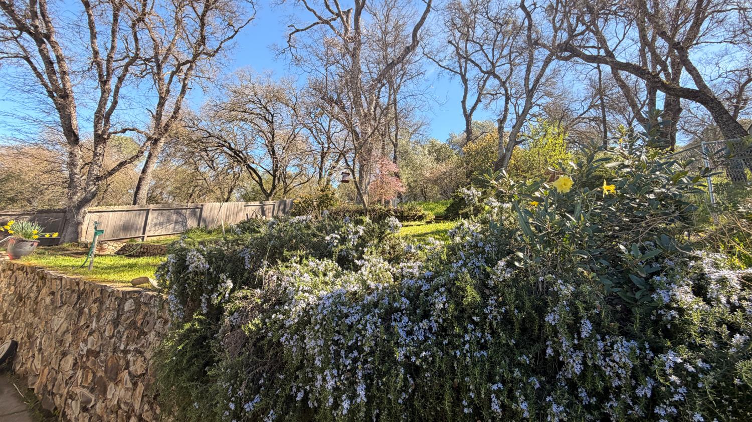 553 Russells Road San Andreas, CA 95249 - Photo 29 of 31 a view of a yard with large trees