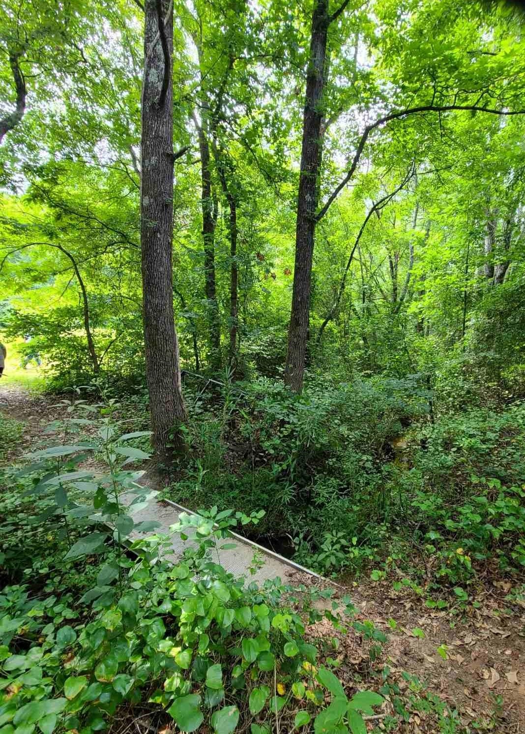 605 Dorman Road Campobello, SC 29322 - Photo 34 of 44 Trail