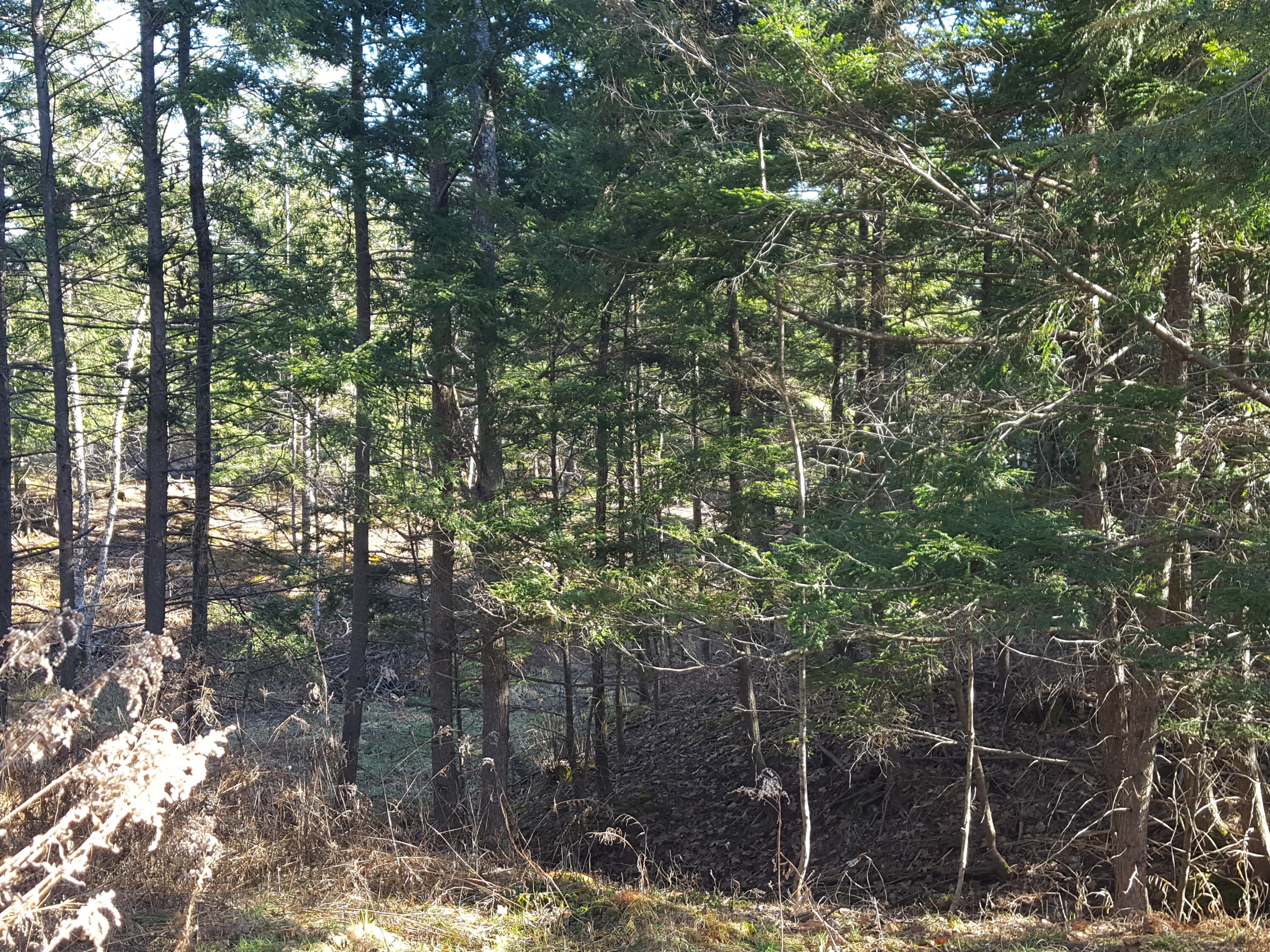 88 Mitchell Hill Road Gorham, ME 04038 - Photo 38 of 99 20231220_123032