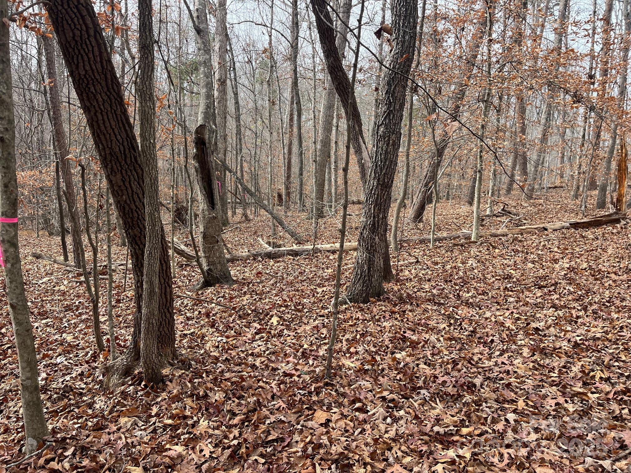 0 Hudlow Road, Unit 1 Forest City, NC 28043 - Photo 14 of 22 a view of a forest with trees