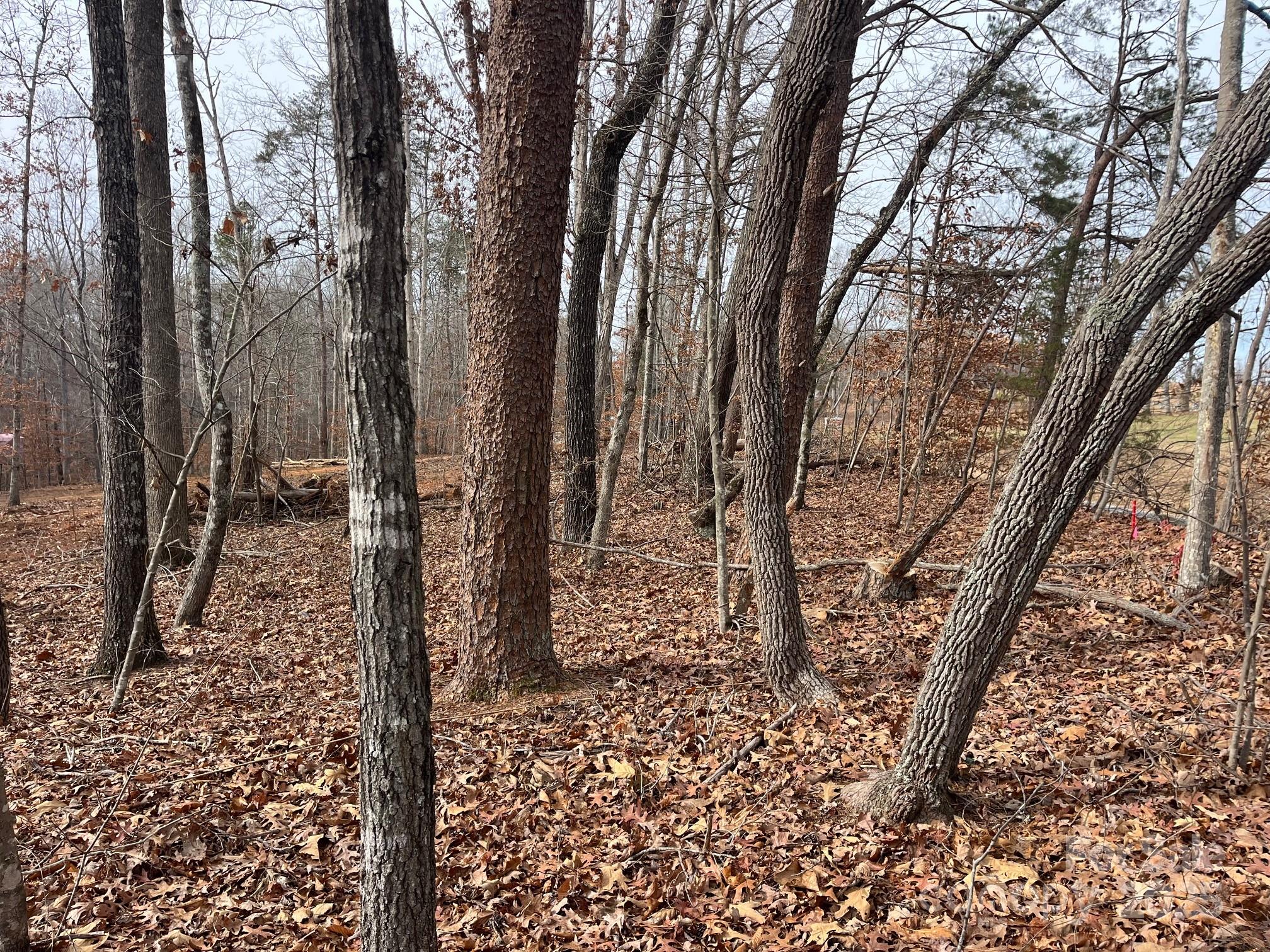 0 Hudlow Road, Unit 1 Forest City, NC 28043 - Photo 6 of 22 a view of a forest filled with trees