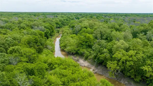 a view of a lush green forest with large trees
