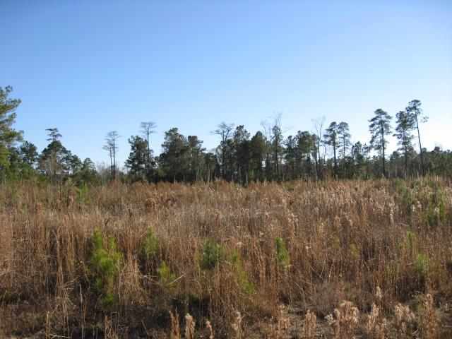 10.67-acres Tom Dorman Road Longs, SC 29568 - Photo 4 of 6 Gallery Image 4