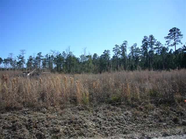 10.67-acres Tom Dorman Road Longs, SC 29568 - Photo 6 of 6 Gallery Image 6