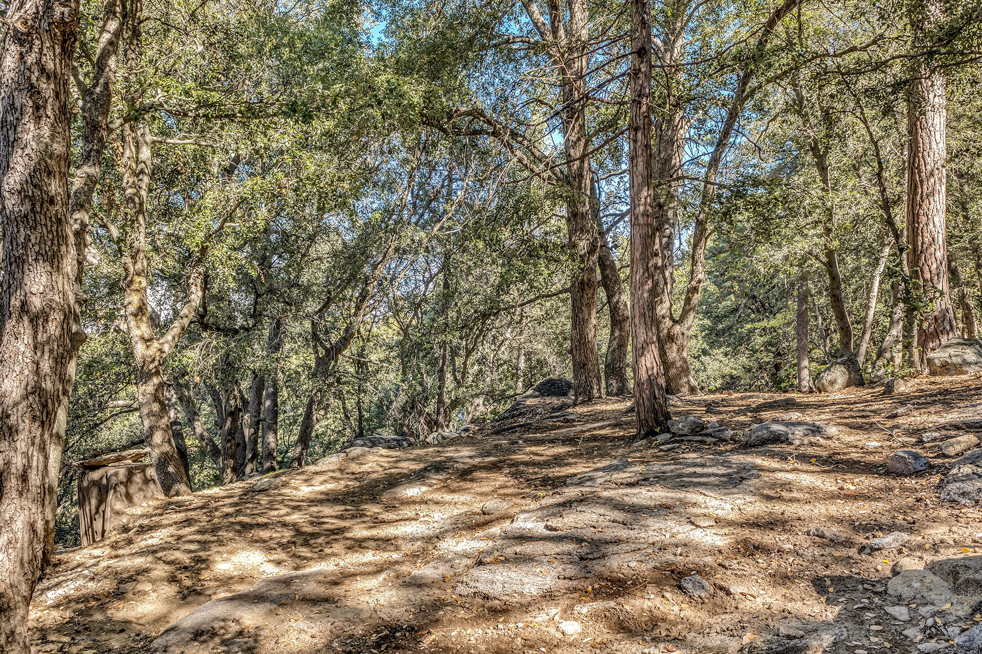 52300 Sylvan Way Idyllwild, CA 92549 - Photo 87 of 88 a view of a yard with a tree