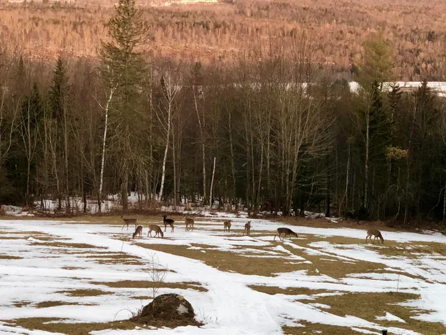 $1,109,400 | 1090 Center Road, Unit LOTS #1 & #2, Albany, VT 05845