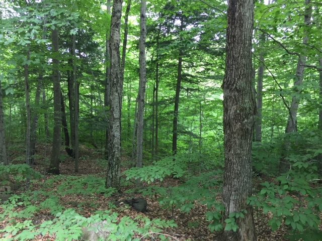 Lot 7 Pike Hill Road Hebron, NH 03241 - Photo 14 of 22 Gallery Image 14