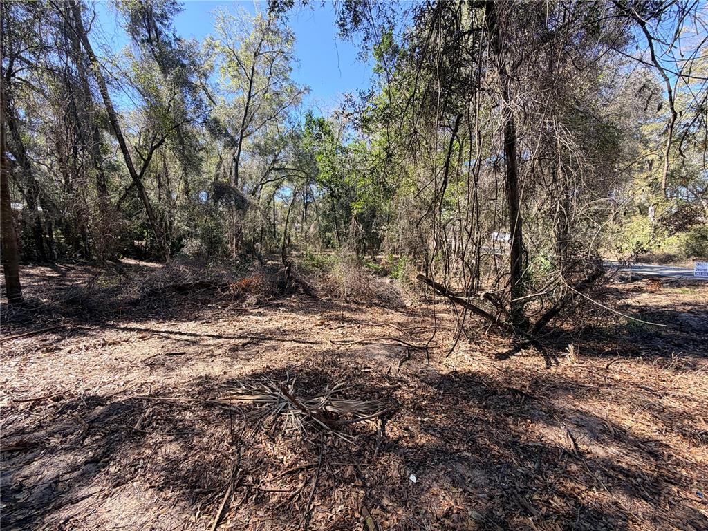 a view of a yard with plants and trees