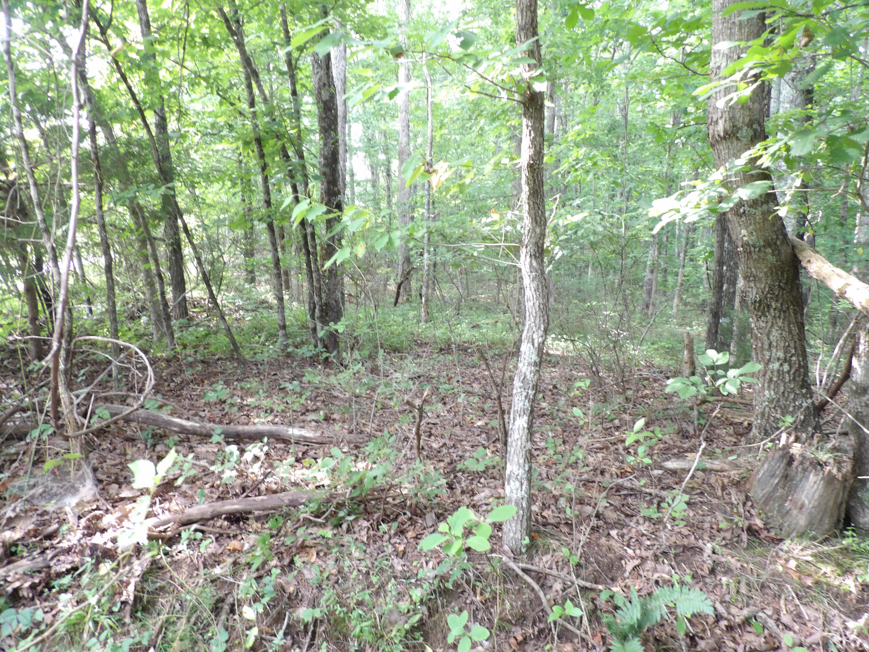 0 Bowater Road Spring City, TN 37381 - Photo 2 of 17 100_2834