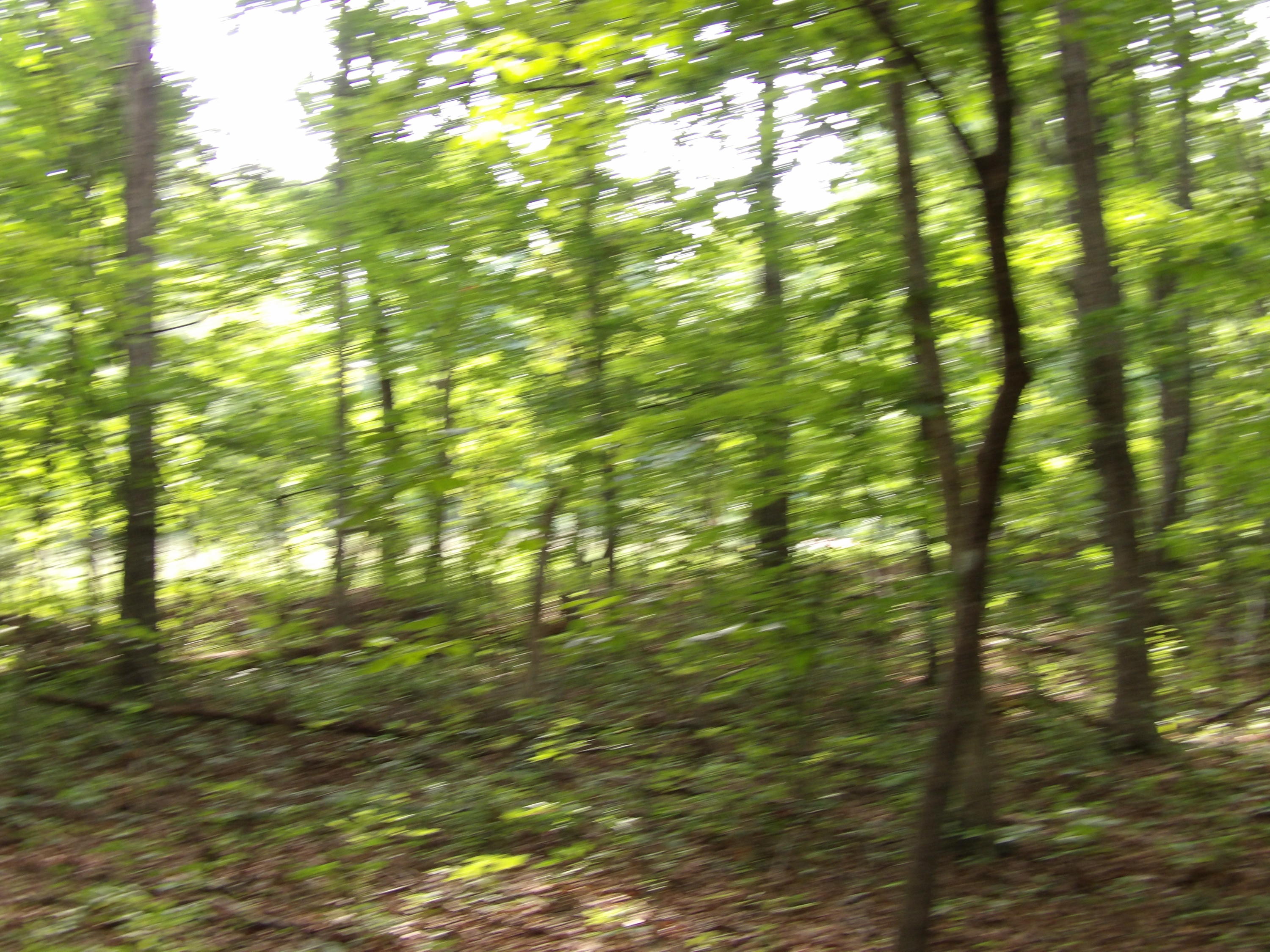 0 Bowater Road Spring City, TN 37381 - Photo 11 of 17 100_2843