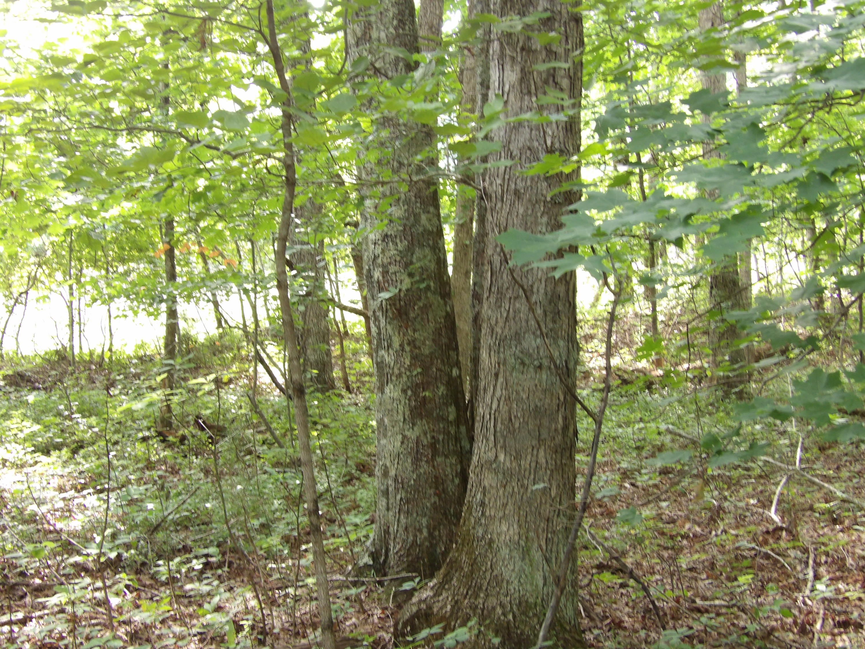 0 Bowater Road Spring City, TN 37381 - Photo 12 of 17 100_2844
