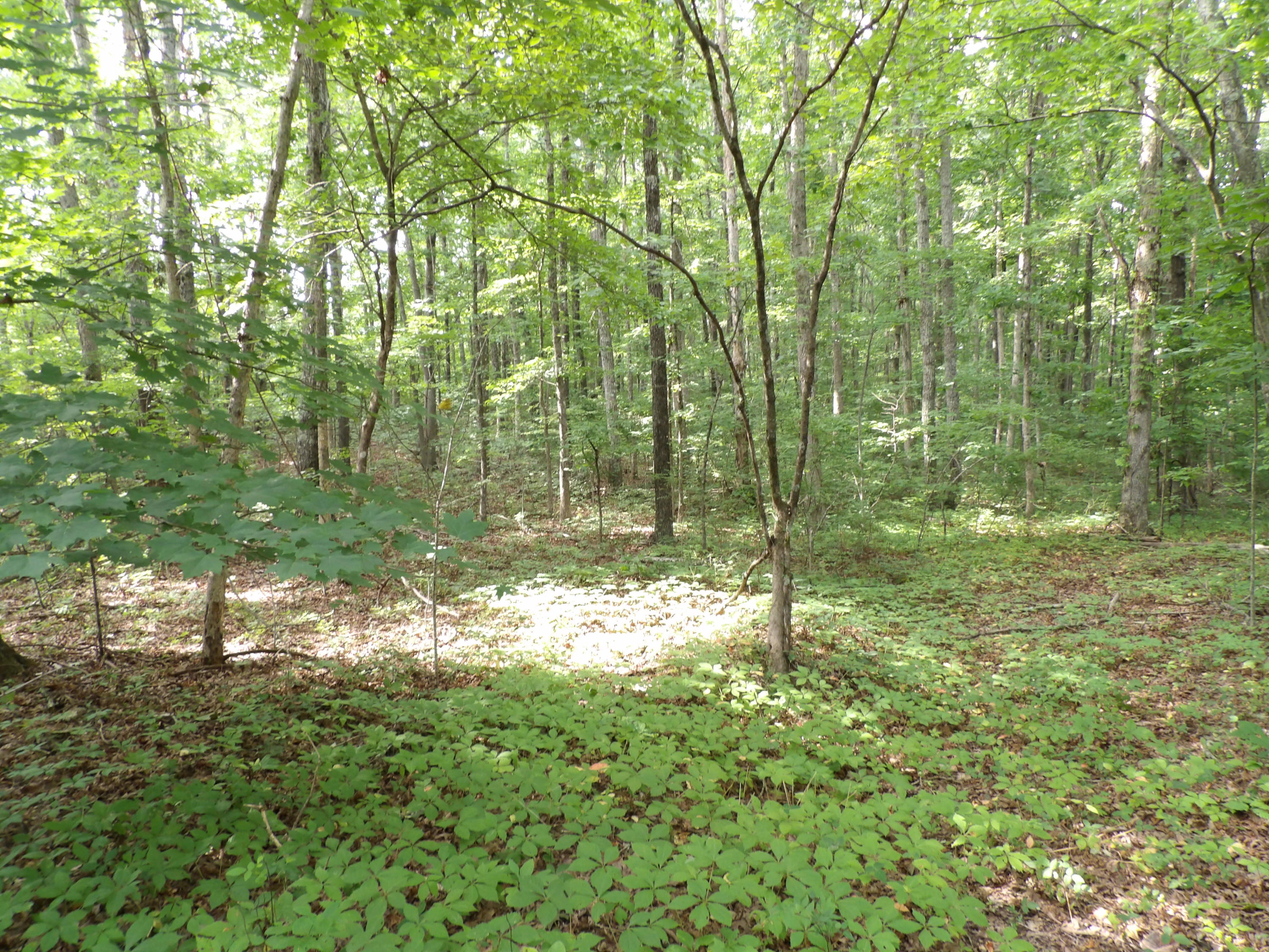 0 Bowater Road Spring City, TN 37381 - Photo 13 of 17 100_2845