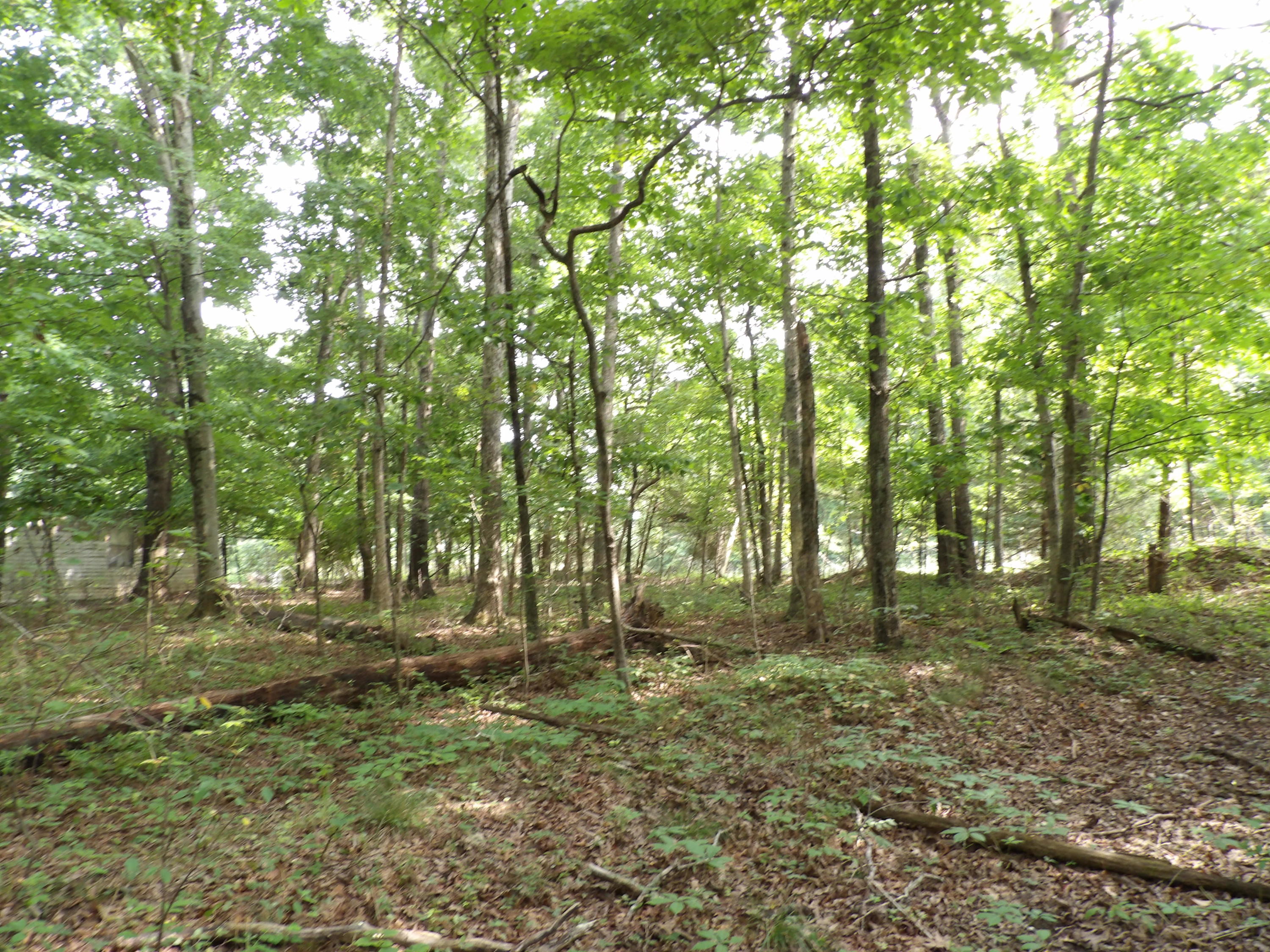 0 Bowater Road Spring City, TN 37381 - Photo 14 of 17 100_2846