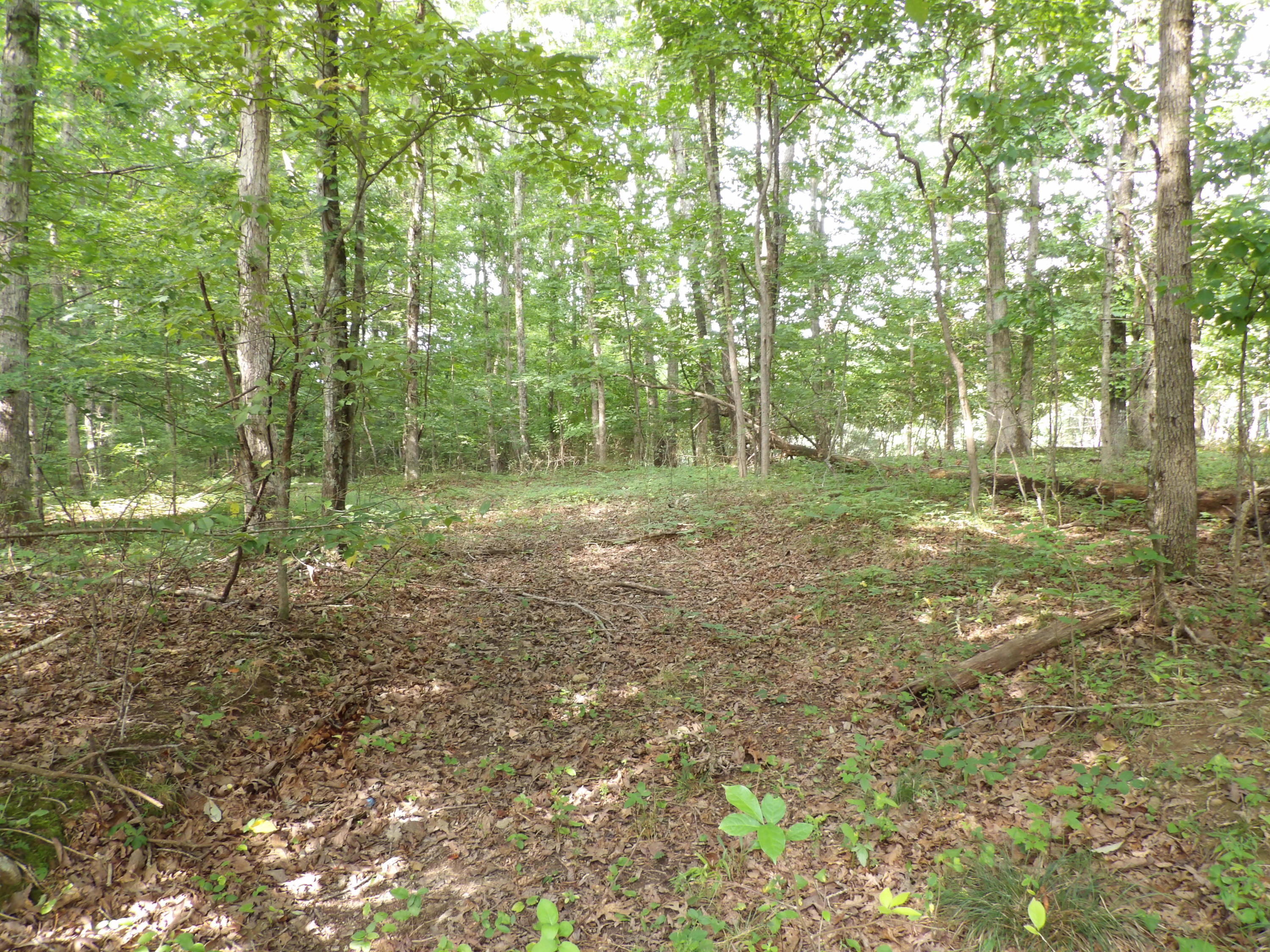 0 Bowater Road Spring City, TN 37381 - Photo 15 of 17 100_2847