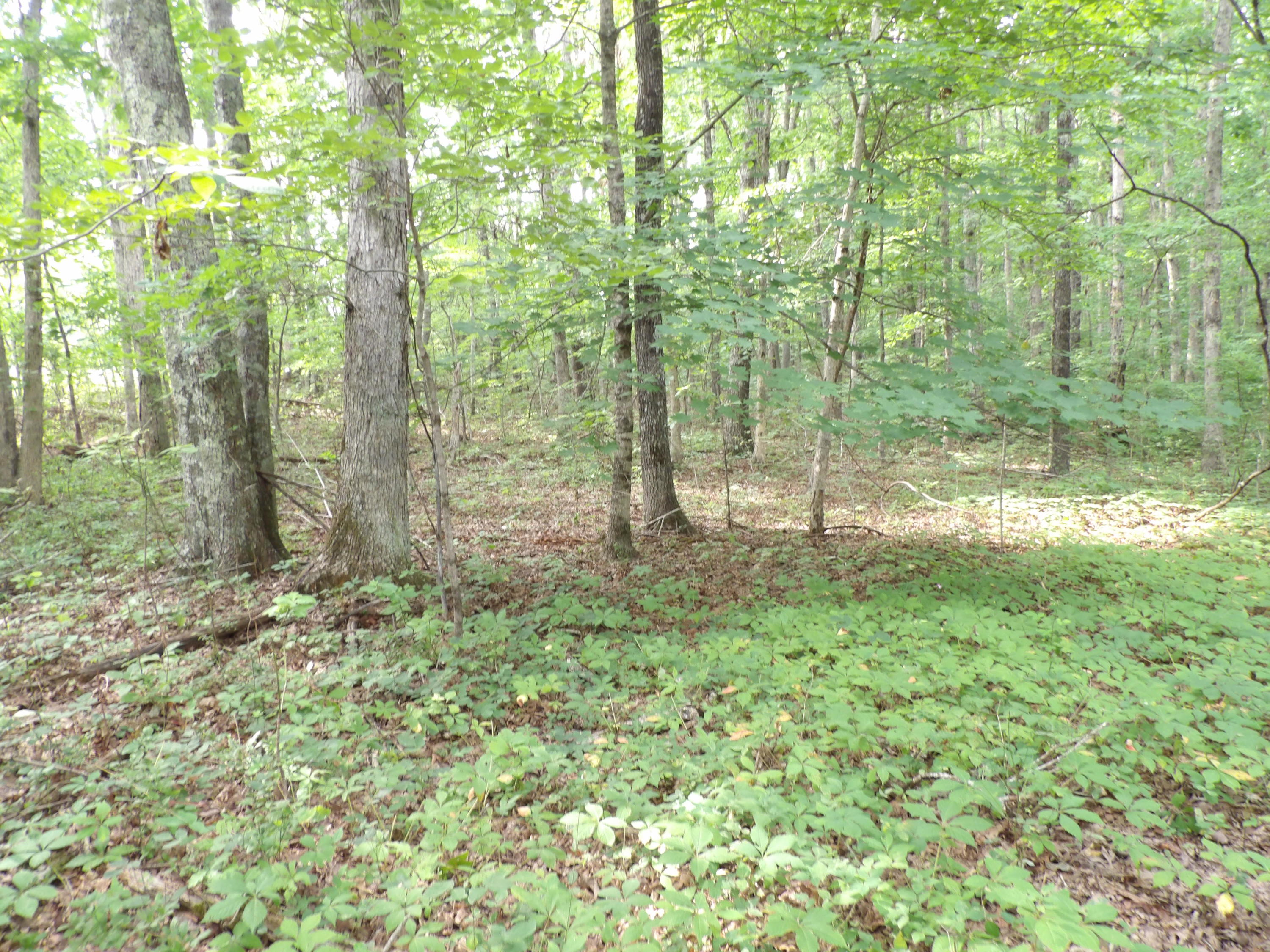 0 Bowater Road Spring City, TN 37381 - Photo 3 of 17 100_2835