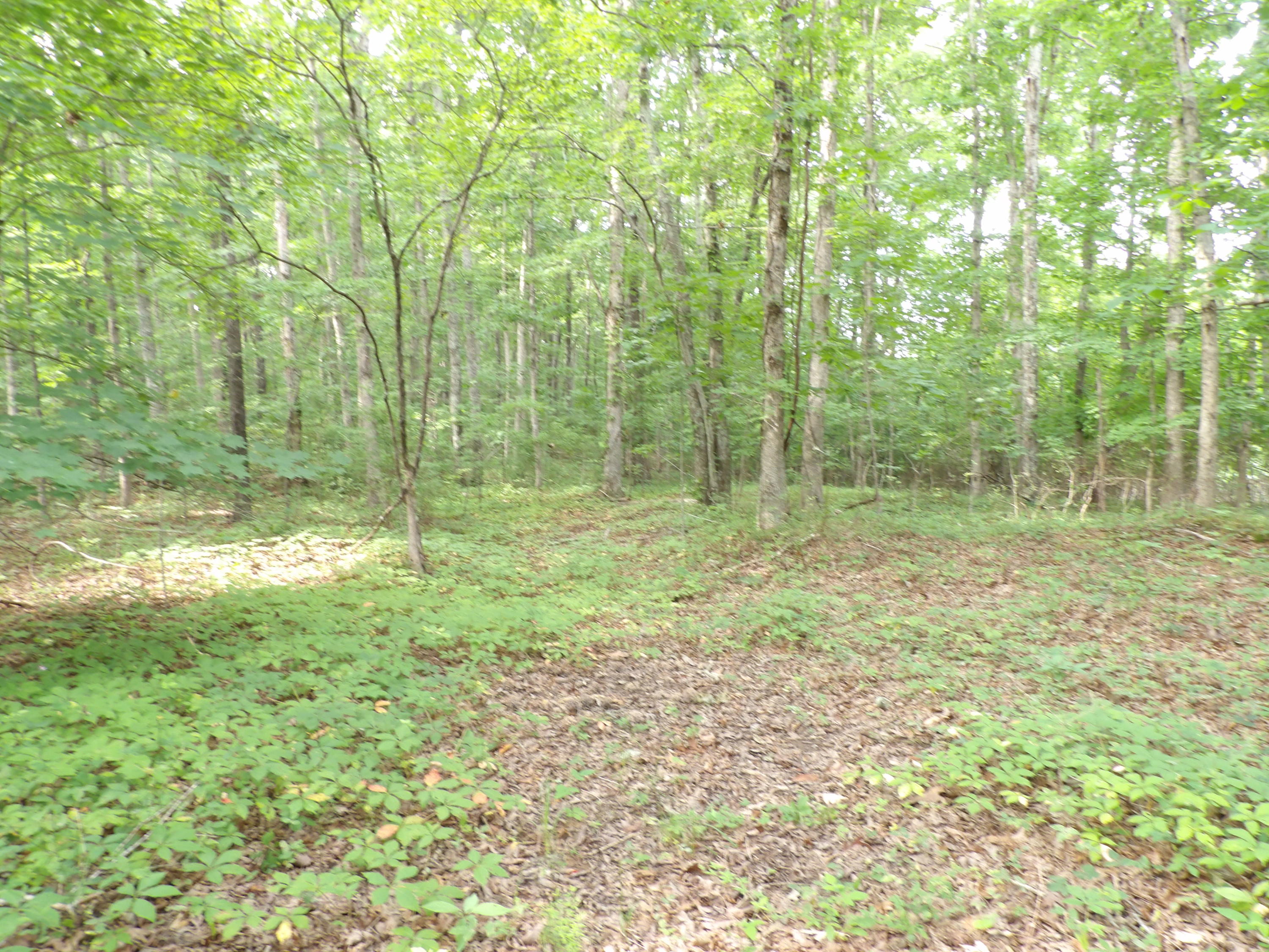 0 Bowater Road Spring City, TN 37381 - Photo 4 of 17 100_2836