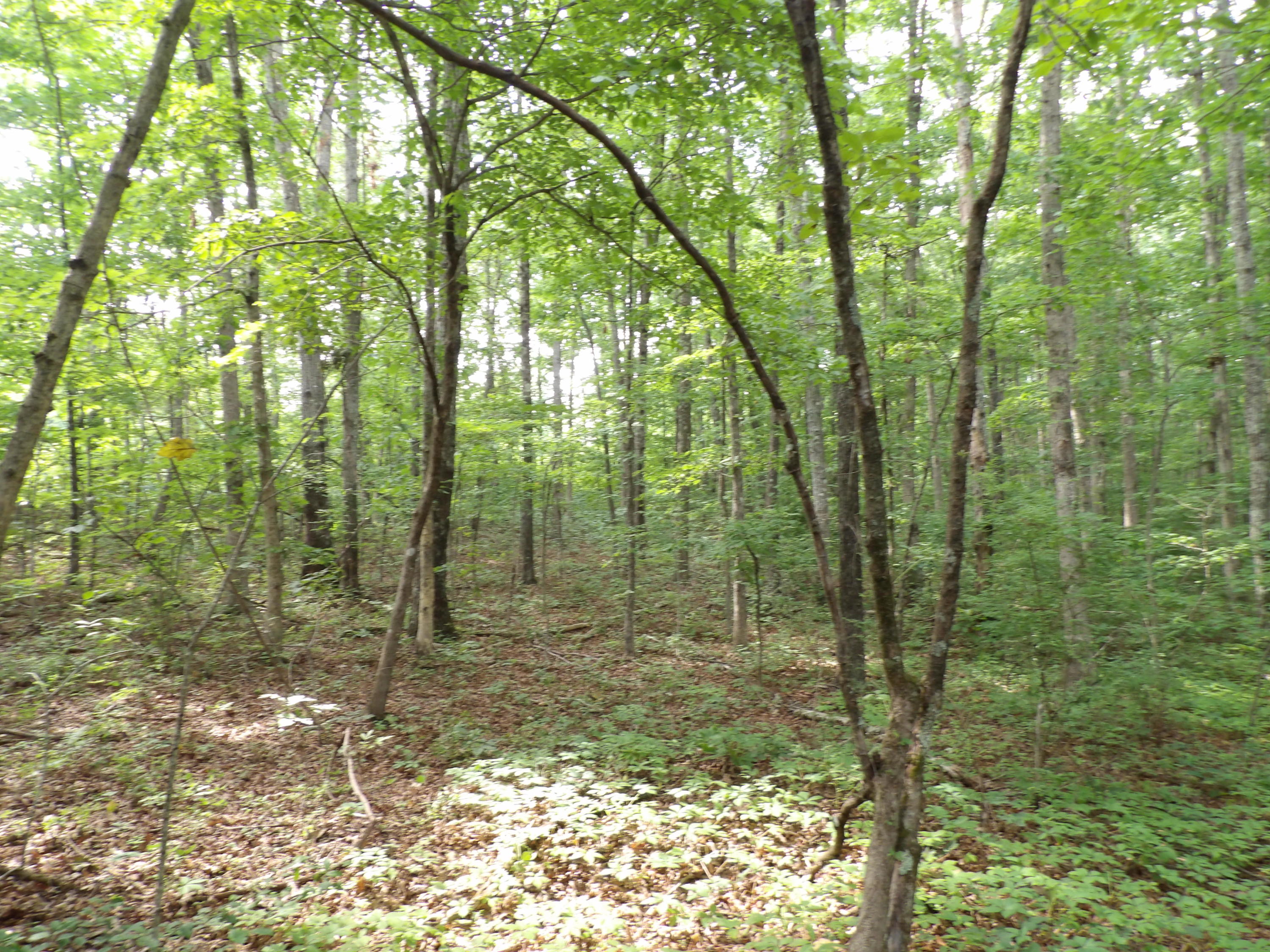0 Bowater Road Spring City, TN 37381 - Photo 5 of 17 100_2837