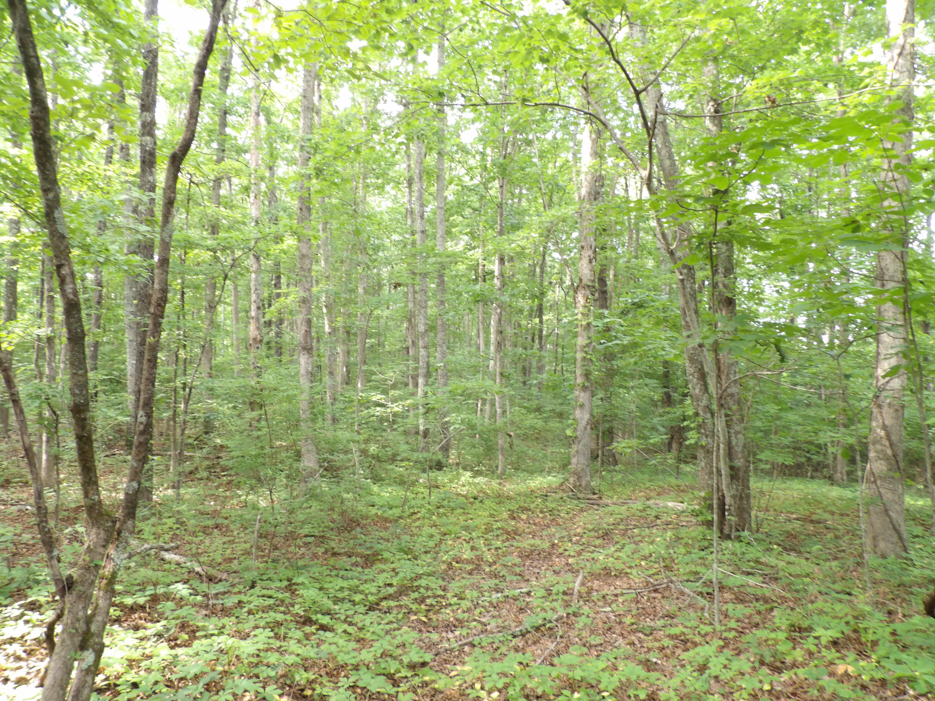 0 Bowater Road Spring City, TN 37381 - Photo 6 of 17 100_2838