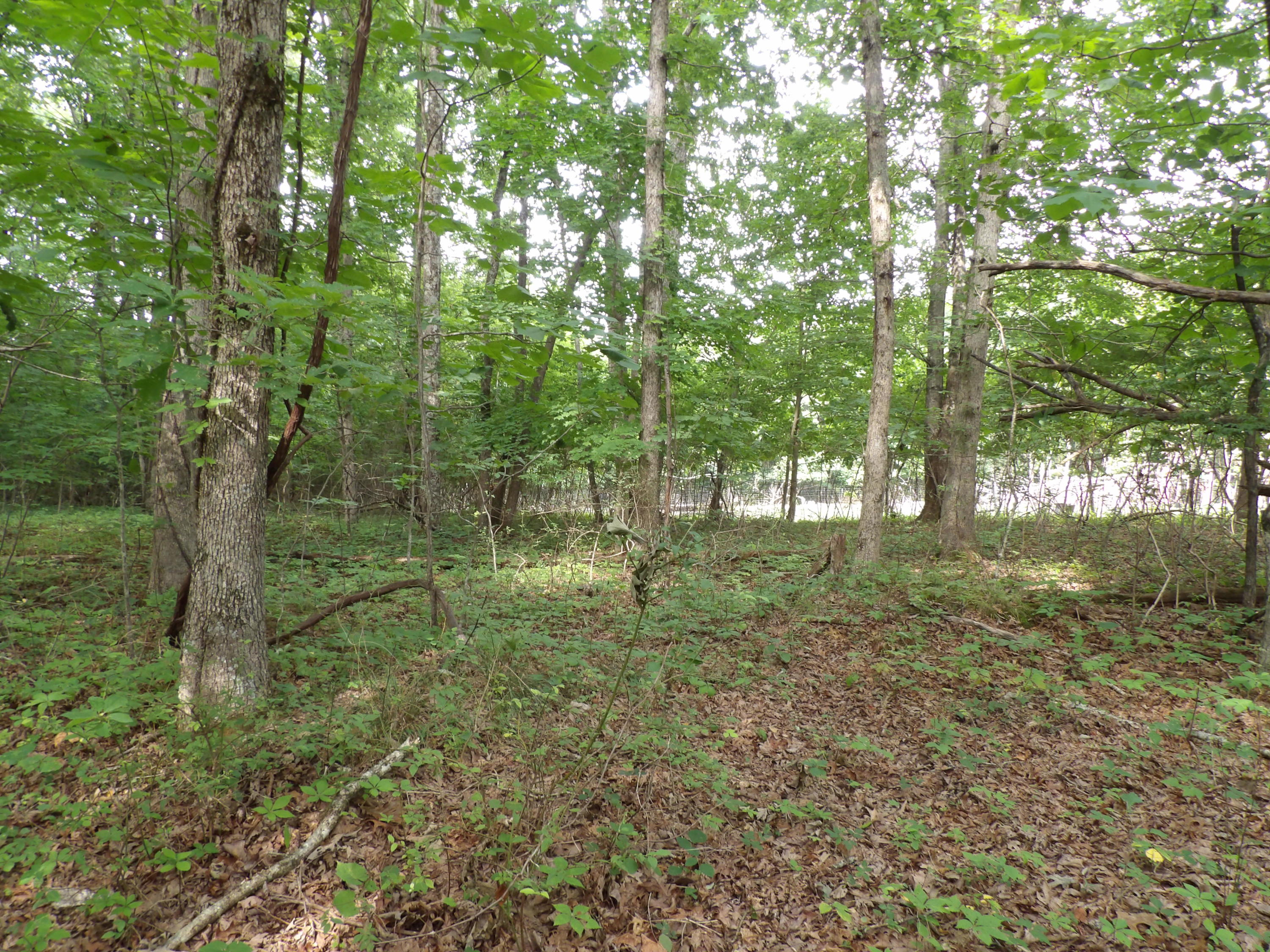 0 Bowater Road Spring City, TN 37381 - Photo 7 of 17 100_2839