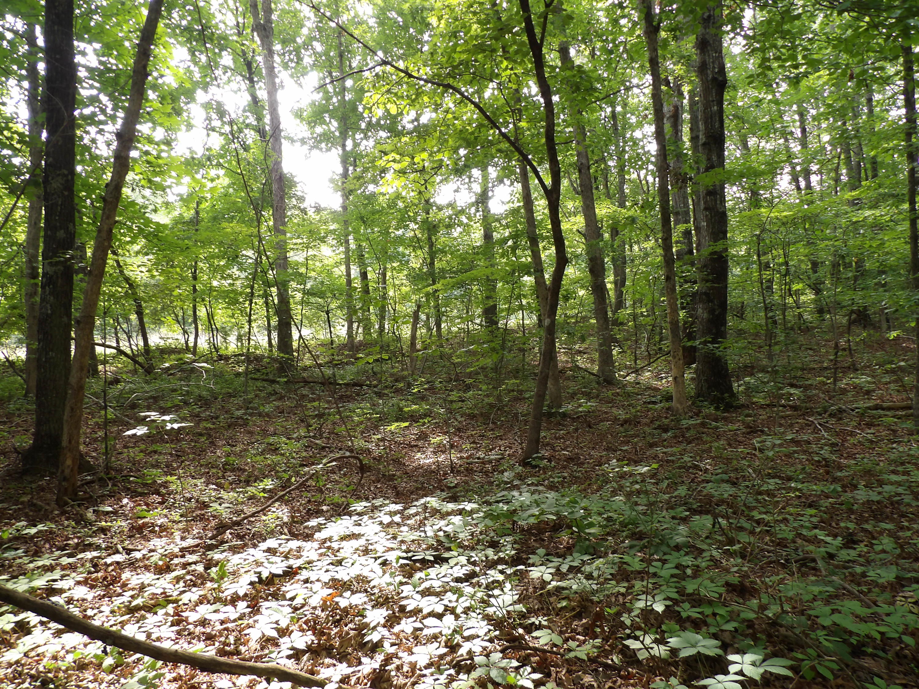 0 Bowater Road Spring City, TN 37381 - Photo 8 of 17 100_2840