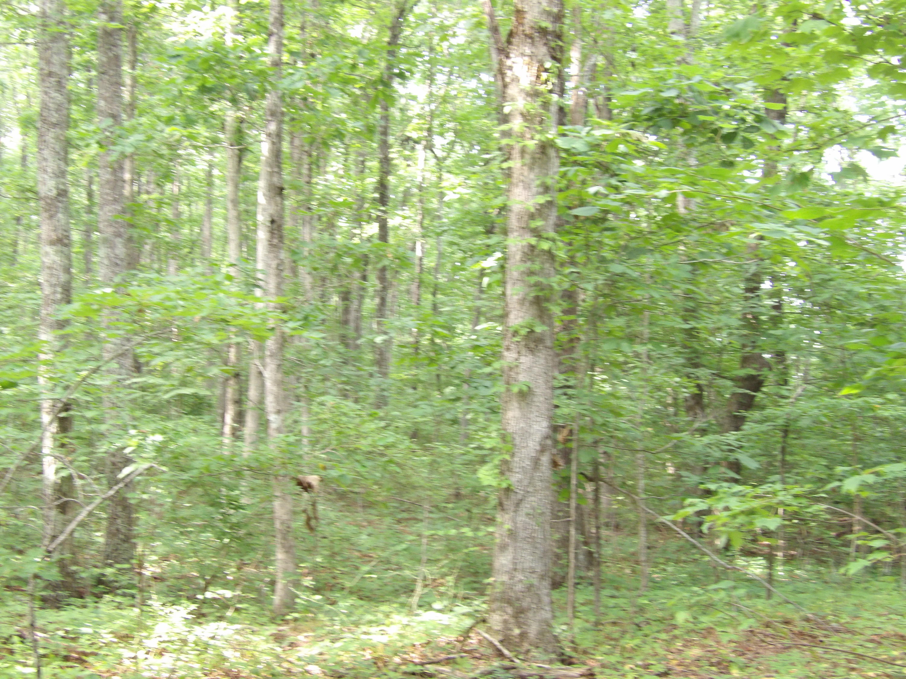 0 Bowater Road Spring City, TN 37381 - Photo 9 of 17 100_2841