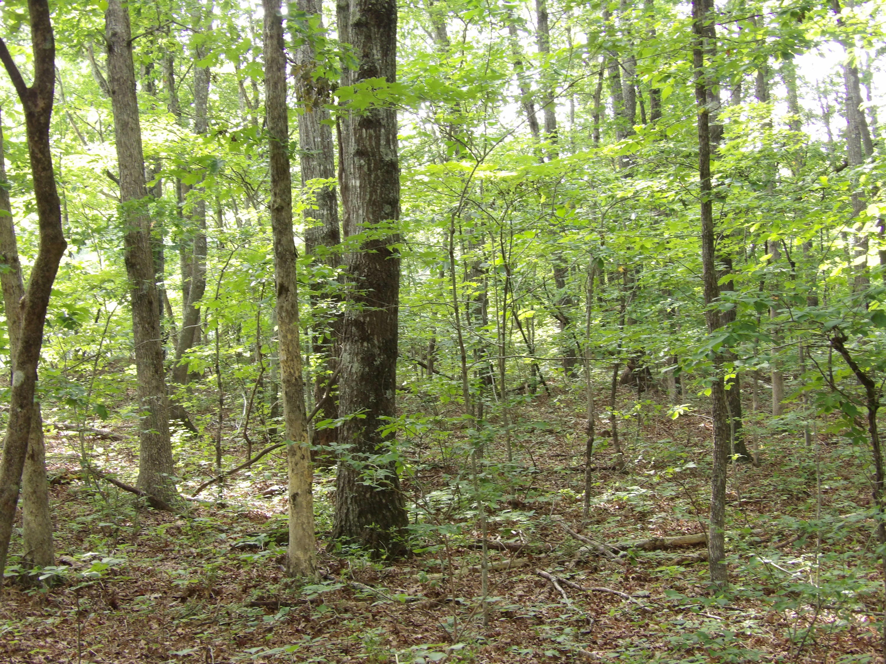 0 Bowater Road Spring City, TN 37381 - Photo 10 of 17 100_2842