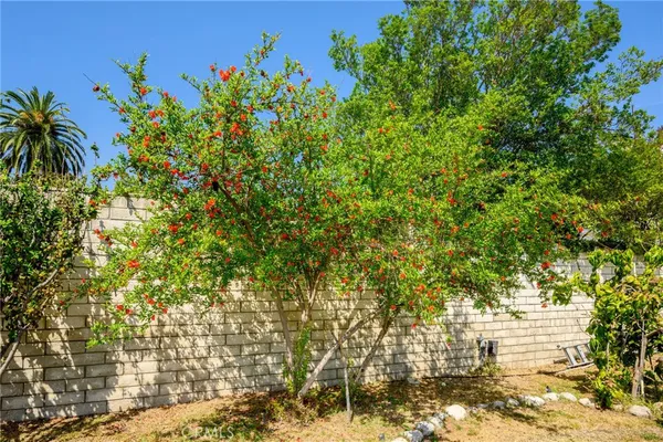 a view of a yard with plants