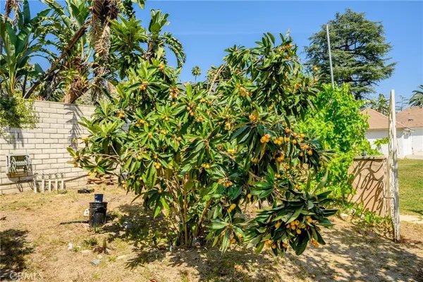 a view of a yard with plants