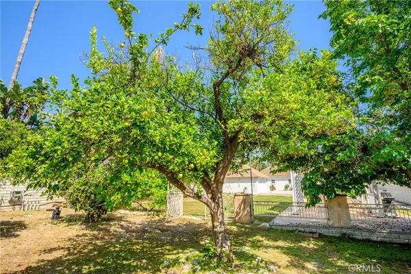 a view of a garden with plants