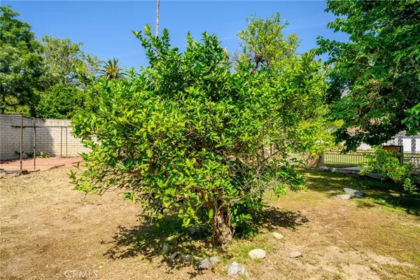 a view of a yard with a tree