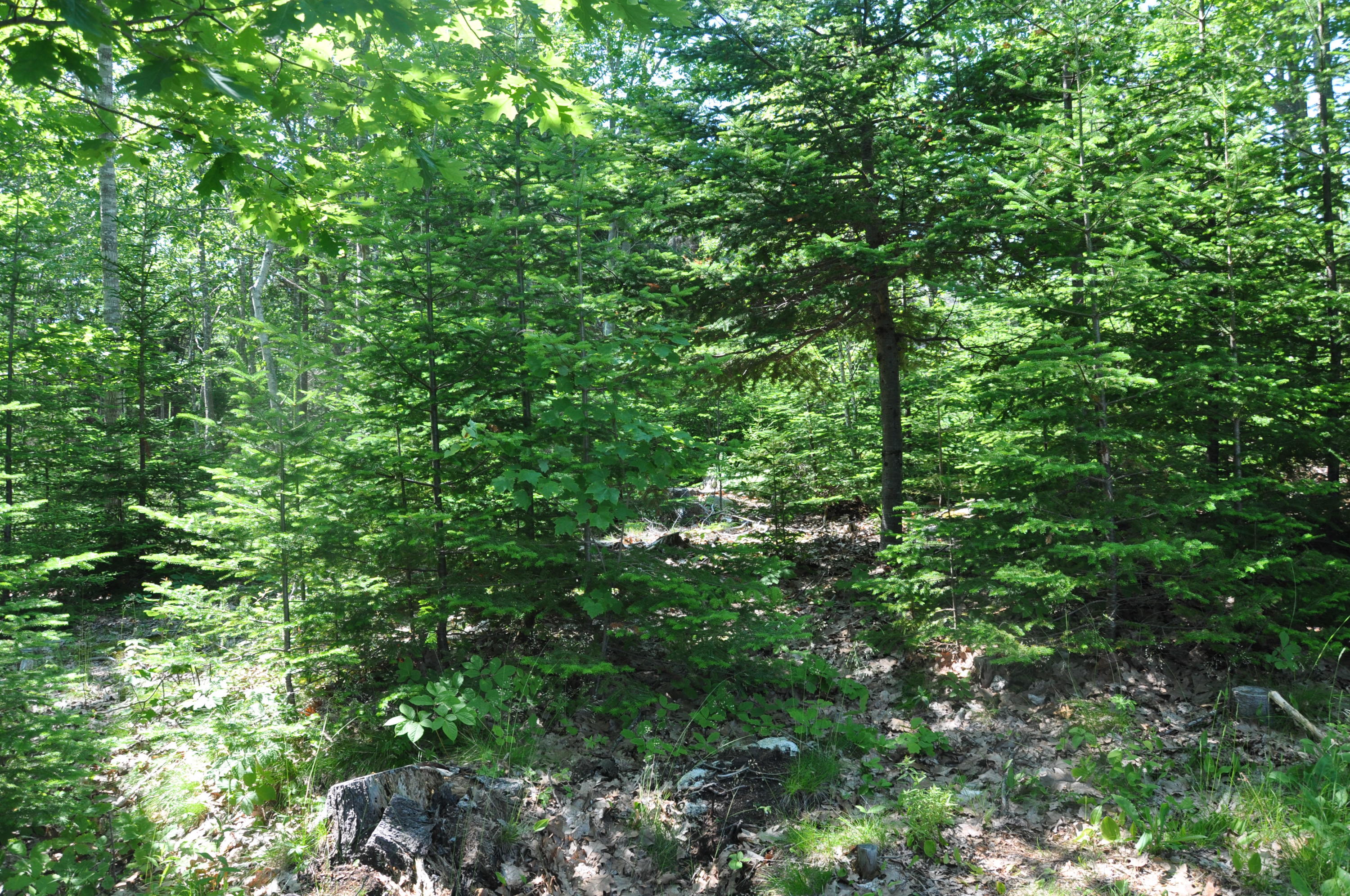 0 Island View Road Round Pond, ME 04564 - Photo 4 of 4 DSC_0626