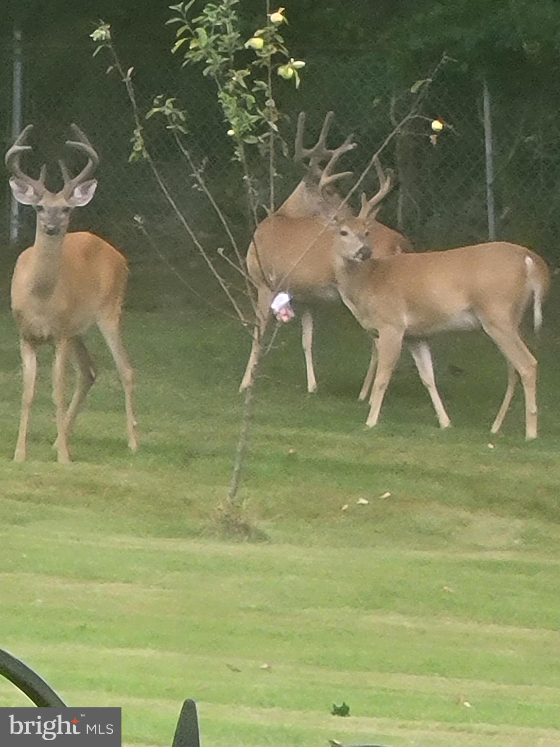 7322 Granalta Circle Frederick, MD 21702 - Photo 49 of 54 wildlife in the back yard