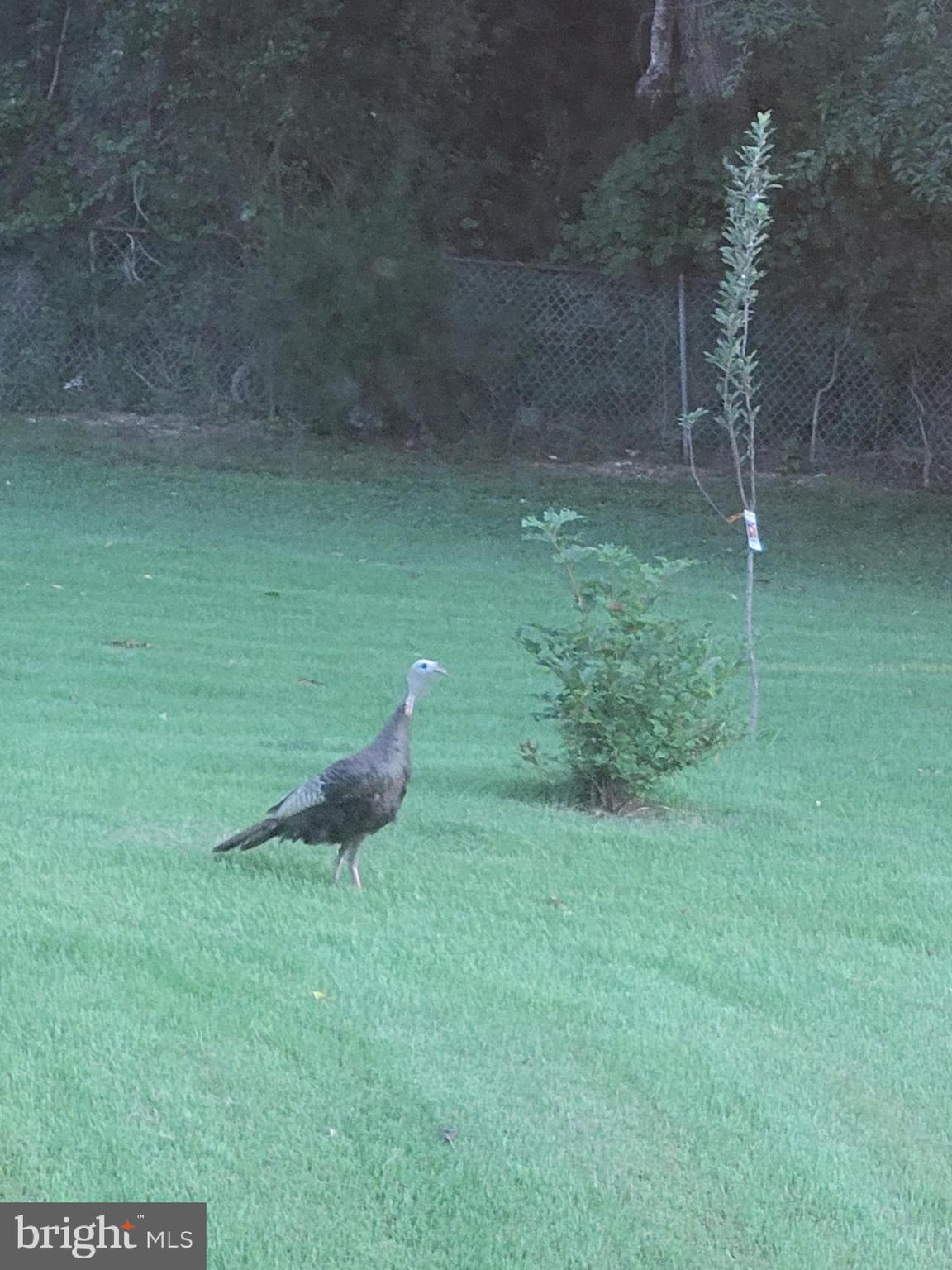 7322 Granalta Circle Frederick, MD 21702 - Photo 52 of 54 Wild turlkey