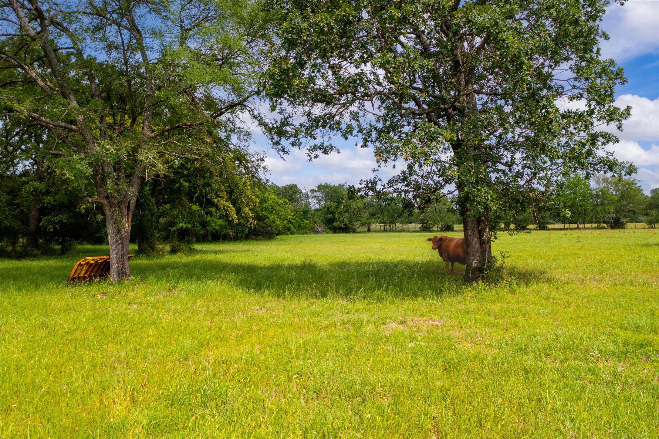 128 Duke Road Bedias, TX 77831 - Photo 10 of 50