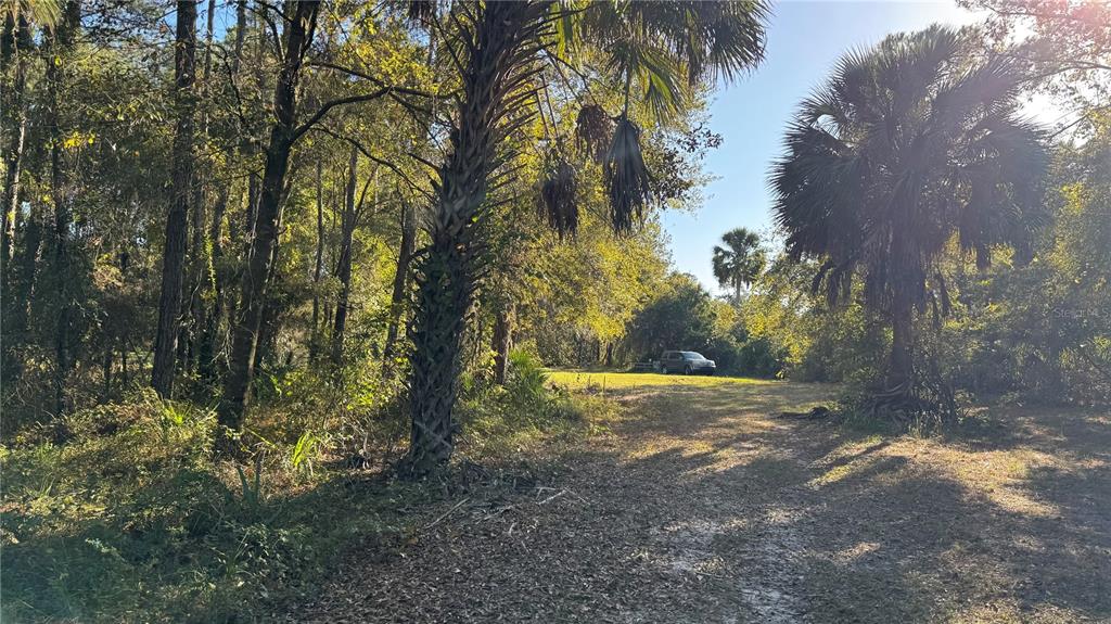 17221 Southeast 95th Street Road Ocklawaha, FL 32179 - Photo 1 of 6 a view of a yard with plants and trees