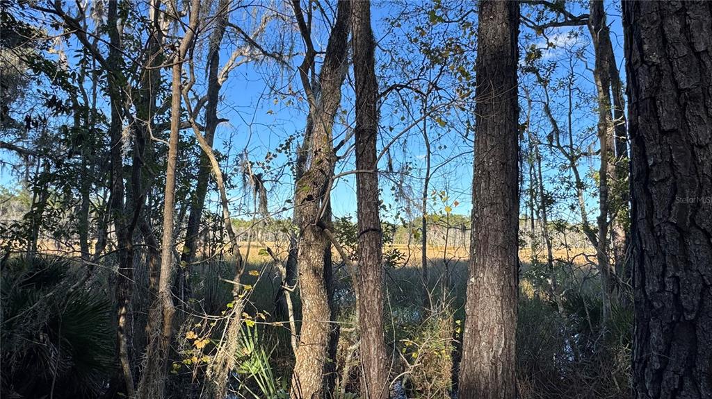 17221 Southeast 95th Street Road Ocklawaha, FL 32179 - Photo 2 of 6 a view of a yard in a forest