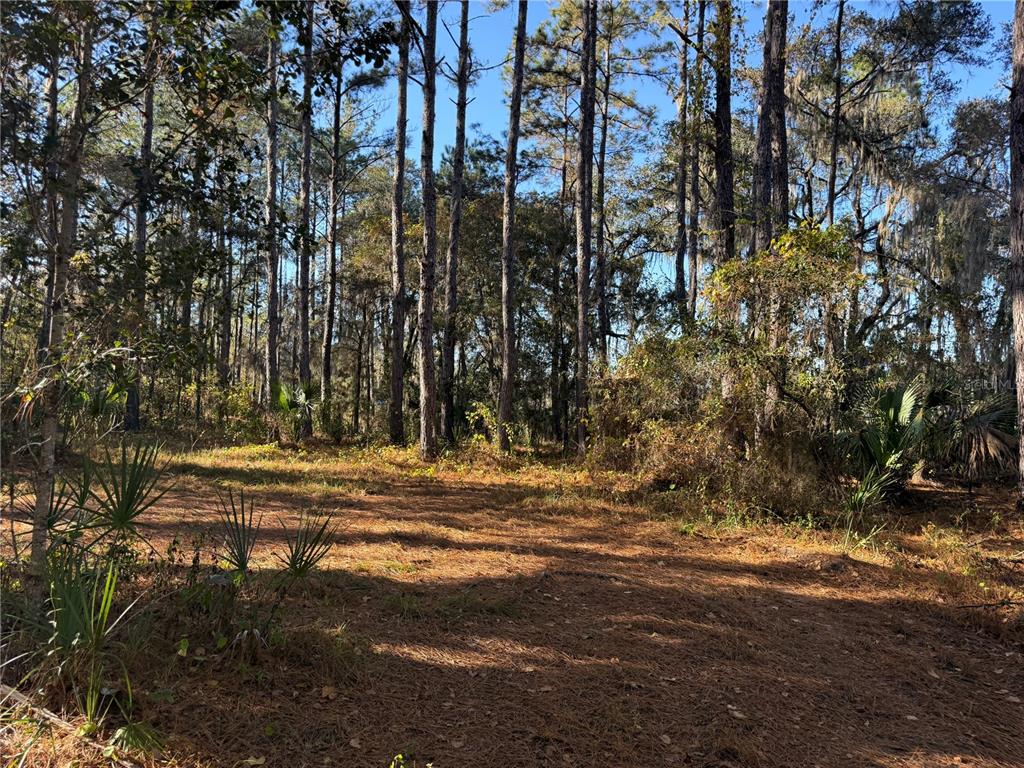 17221 Southeast 95th Street Road Ocklawaha, FL 32179 - Photo 3 of 6 a view of outdoor space with trees