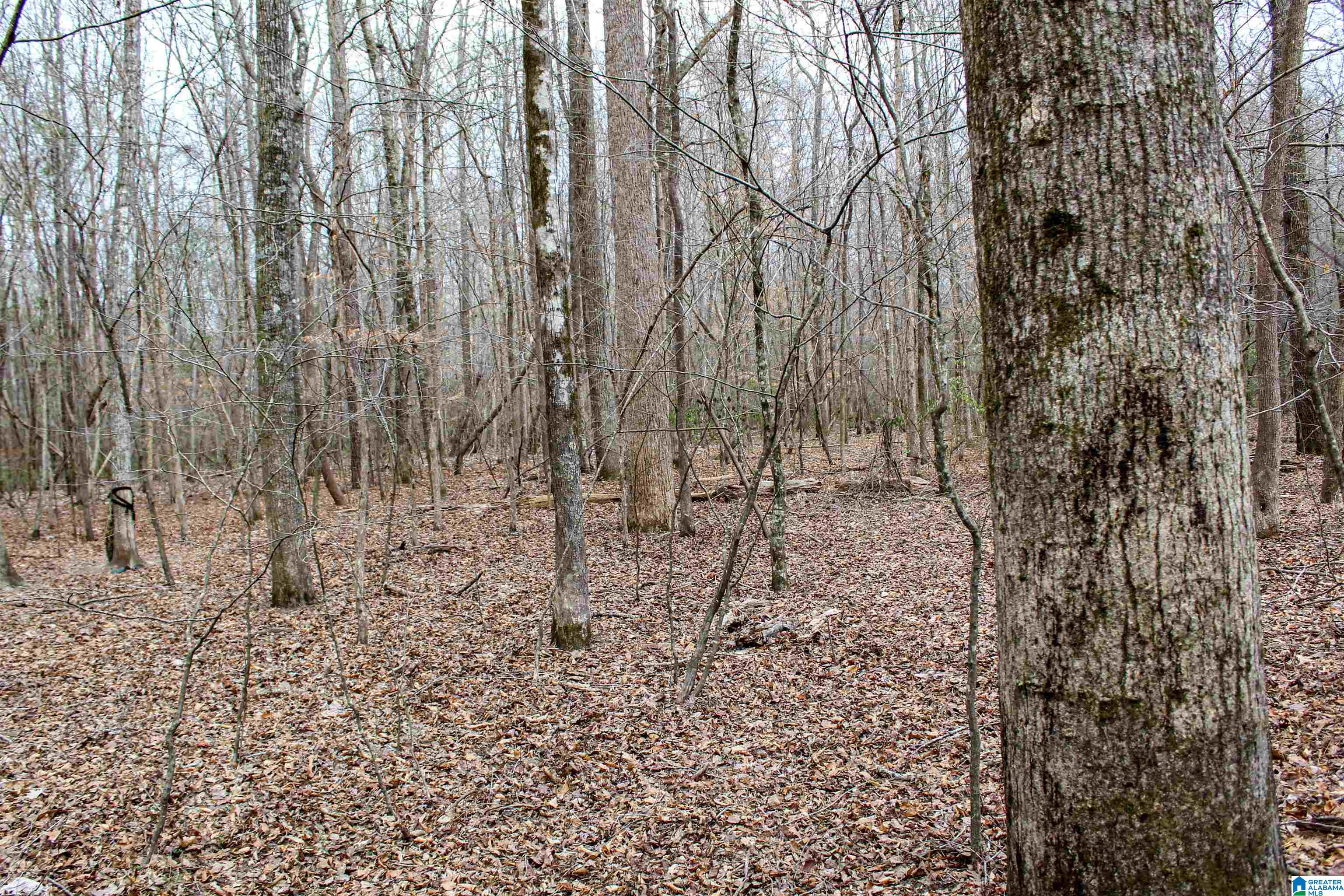339 County Road Nauvoo, AL 35578 - Photo 39 of 57