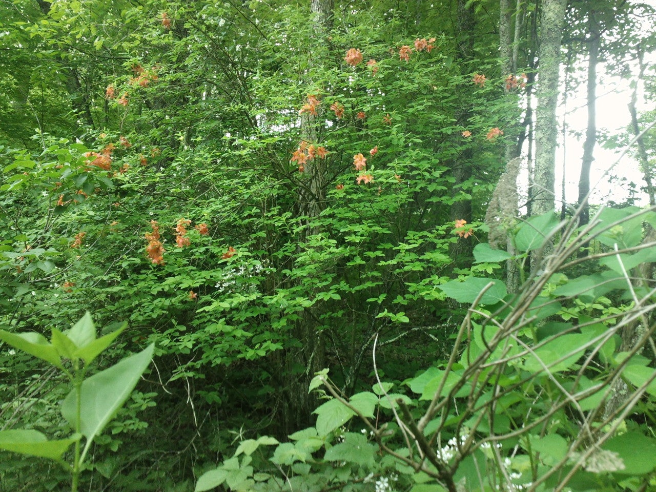 honeysuckle