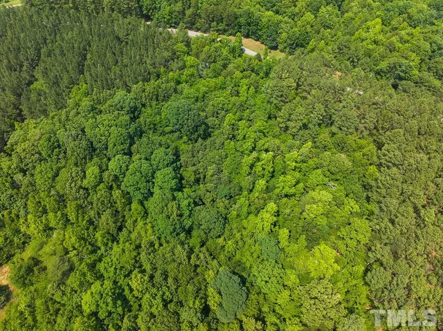 a view of a lush green forest