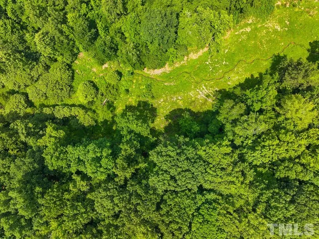 a view of a forest with a tree