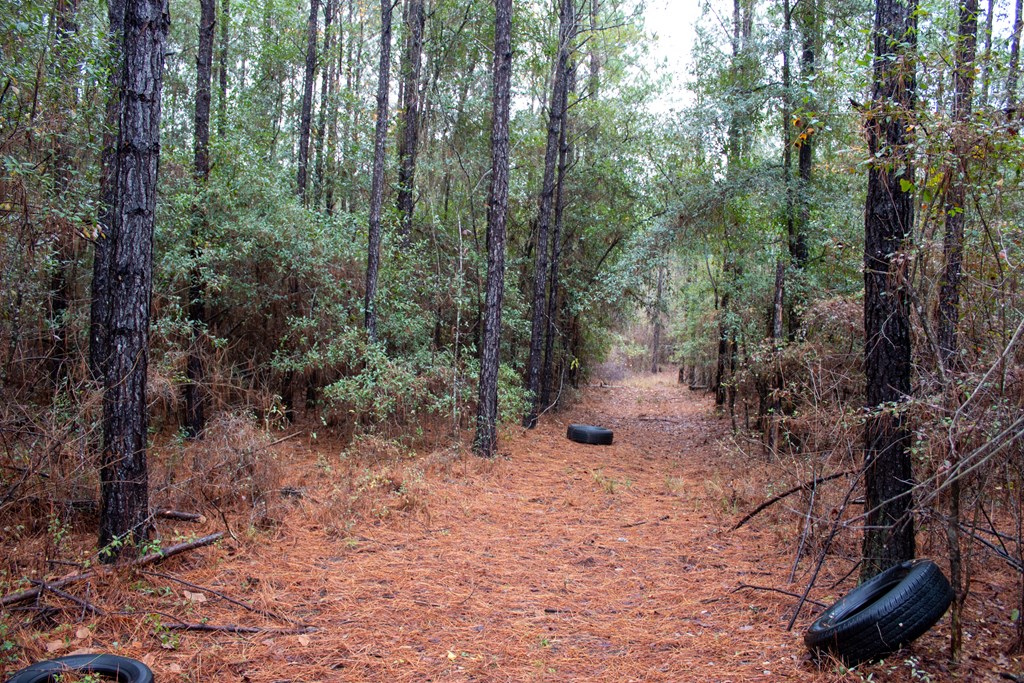 3 Pilgram Ch Road Gordon, AL 36343 - Photo 7 of 28 Gallery Image 7
